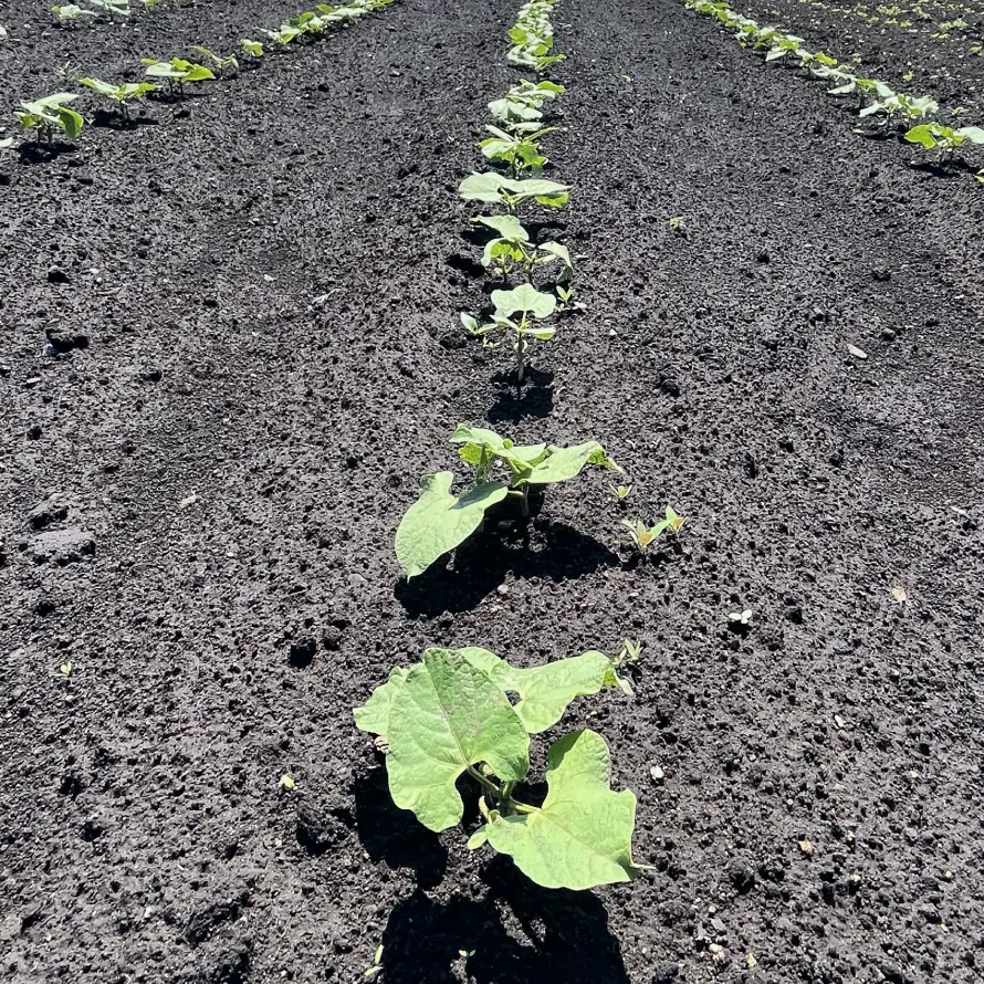 Observing work on a farm